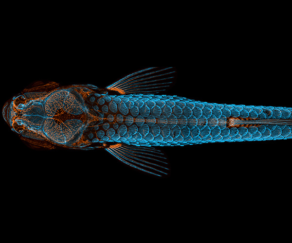 Vista dorsal de huesos, escamas y vasos linfáticos en un pez cebra joven.