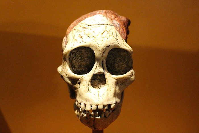 El cráneo de un Australopithecus africanus.