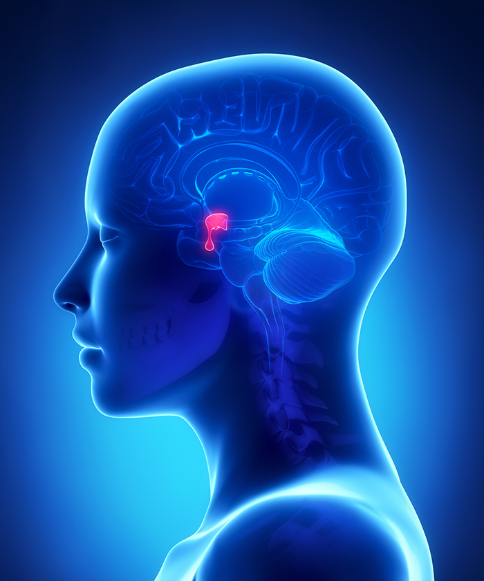 Ilustración médica de una cabeza humana con un esquema parcial del cerebro y la glándula pituitaria resaltada en rojo.