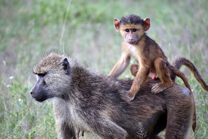 Un babuino bebé sentado en la espalda de su madre.