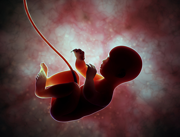 Imagen de un feto unido a la placenta y al cordón umbilical.