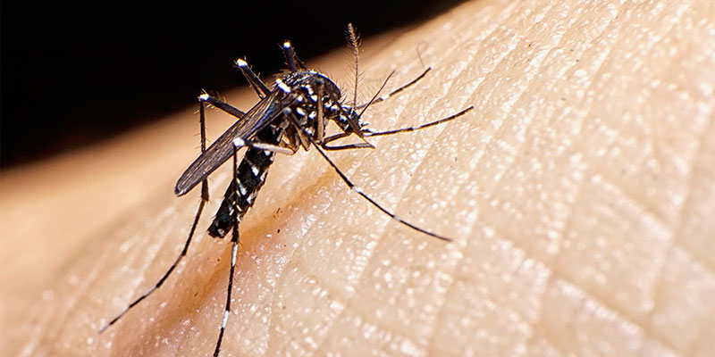 Primer plano de un mosquito que muerde la piel humana.