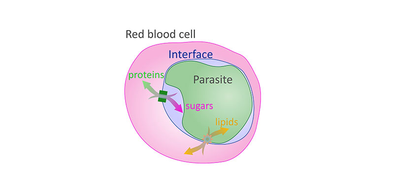 Diagrama de los dos canales de membrana entre la vacuola del parásito de la malaria y el glóbulo rojo.