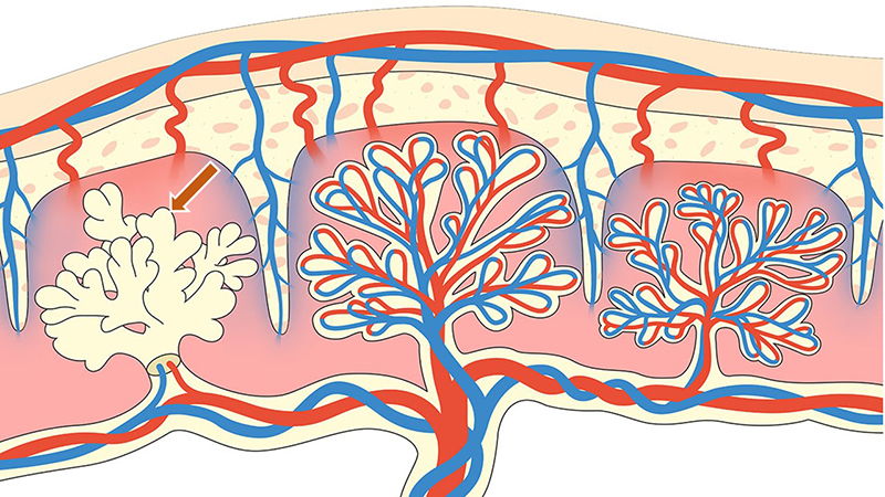 Diagrama de las partes materna y fetal de la placenta, que muestra la ubicación de los trofoblastos.