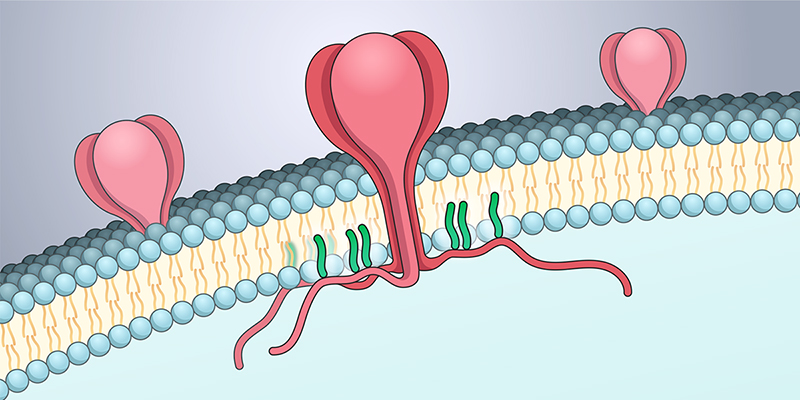 Ilustración de la proteína de espiga del SARS-CoV-2 incrustada en la membrana viral, con las zonas de S-acilación destacadas.