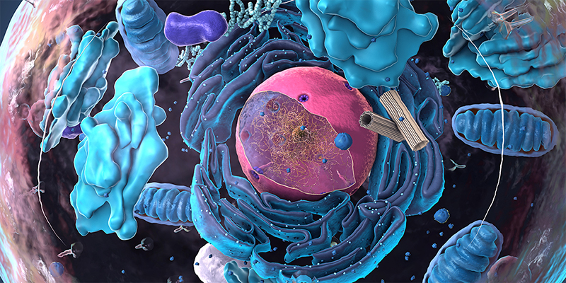 Representación de un artista de una sola célula, con el núcleo y otros orgánulos en una representación tridimensional.