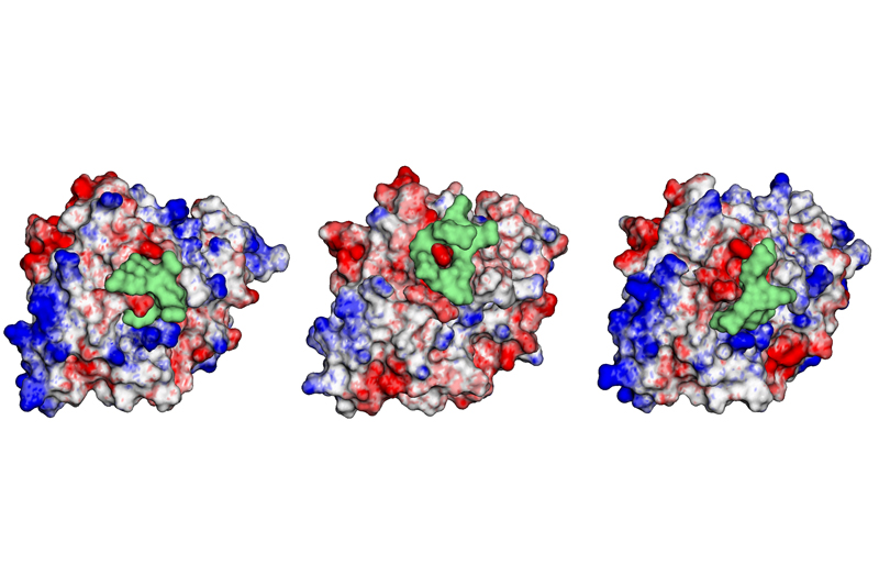 Tres diagramas estructurales tridimensionales de la GRTH con un péptido cíclico que se une al área de interés.