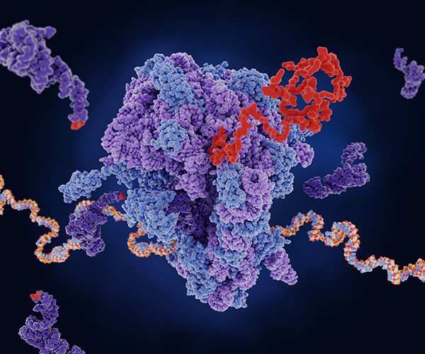 Un ribosoma (centro) traduce el ARNm (cadena multicolor) en una proteína (rojo). El ARNt (púrpura oscuro) transporta aminoácidos para añadirlos a la cadena en crecimiento.