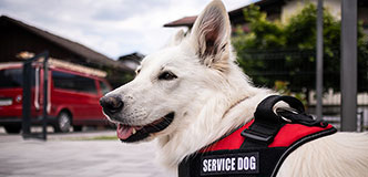 Un perro con un chaleco etiquetado como “perro de servicio”.