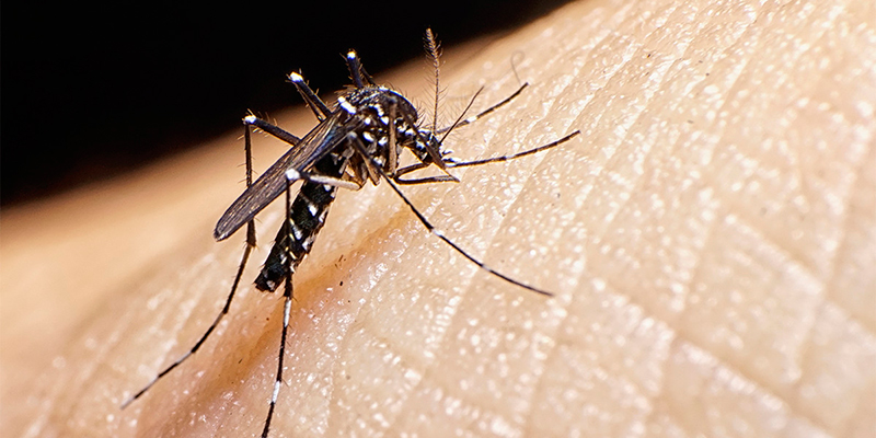 Un mosquito reposando en piel humana.
