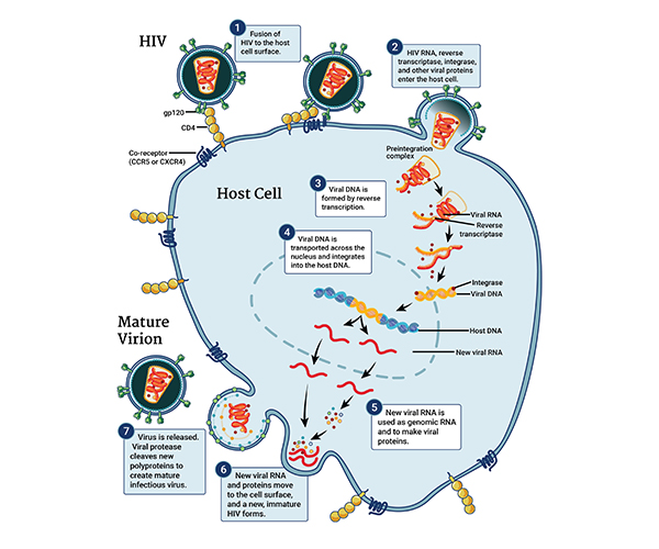 ilustración del ciclo de replicación del VIH dentro de una célula huésped. El VIH se fusiona con la célula huésped y entran el genoma viral y las proteínas. Eventualmente, el ADN viral se crea y se integra en el ADN del huésped. Por lo tanto, la maquinaria de transcripción normal del huésped comienza a producir nuevas copias de ARN viral y proteínas del VIH, que se trasladan a la superficie de la célula, donde se forma el virus infeccioso maduro y brota.