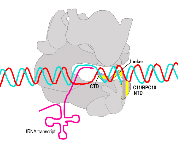 Ilustración que muestra múltiples subunidades de ARN polimerasa III en gris. C11/RPC10 está resaltado en amarillo, con NTD, CTD y enlazador etiquetados. El ADN de doble cadena (líneas rojas y azules) se está convirtiendo en ARNt (línea magenta)