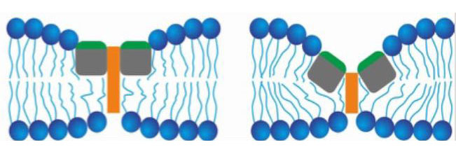 Izquierda: péptidos de fusión que se unen a las membranas de las vacuolas. Derecha: péptidos de fusión que se unen entre sí y estrechan la membrana.