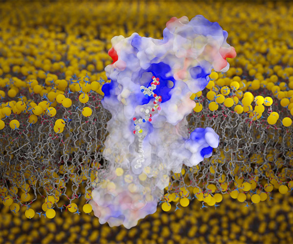 Se muestra la DHHC20 en rojo, blanco y azul, y las membranas son una bicapa lipídica amarilla.