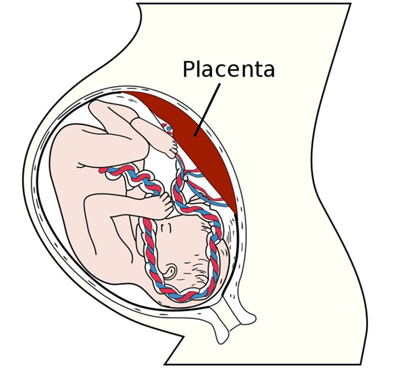 Diagrama seccionado del feto y la placenta dentro del útero.