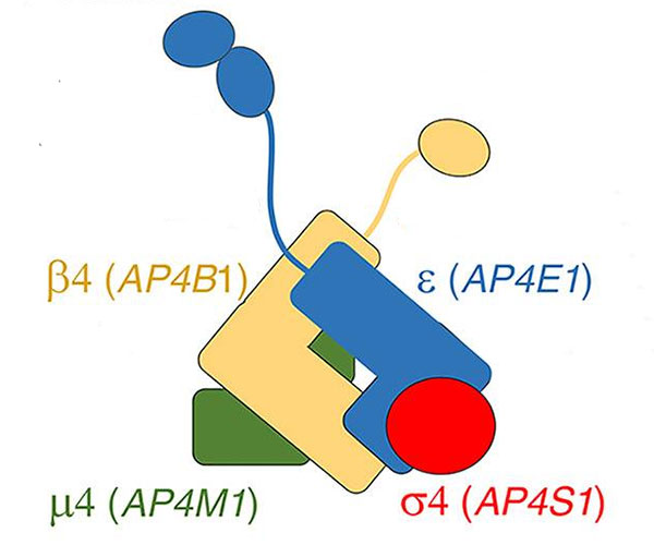 Representación de dibujos animados que muestra un cuadro amarillo en forma de L con una cola etiquetada como beta-4 (AP4B1), un cuadro azul en forma de L con una cola etiquetada como épsilon (AP4E1), un cuadro verde etiquetado como mu-4 (AP4M1) y un círculo rojo etiquetado como omega-4 (AP4S1)