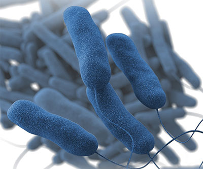 Ilustración que muestra células bacterianas azules en forma de bastón con flagelos sobre un fondo blanco.