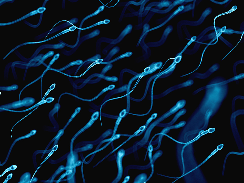 Gráfico de espermatozoides.