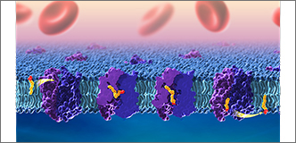 Representación tridimensional de receptores púrpura dentro de una bicapa lipídica grasa. El DHA, coloreado en amarillo y rojo, se desplaza por el centro de cada receptor. Los glóbulos rojos están en la parte superior y el sombreado azul en la inferior.