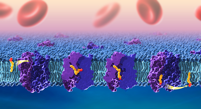 Representación tridimensional de receptores púrpura dentro de una bicapa lipídica grasa. El DHA, coloreado en amarillo y rojo, se desplaza por el centro de cada receptor. Los glóbulos rojos están en la parte superior y el sombreado azul en la inferior.