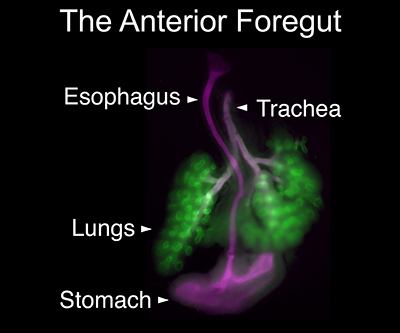 La imagen se titula 'El intestino anterior' y tiene etiquetadas, de arriba abajo, las siguientes partes: esófago, tráquea, pulmones y estómago. Los pulmones se tiñen de verde brillante y los demás órganos de morado. La imagen está sobre un fondo negro.