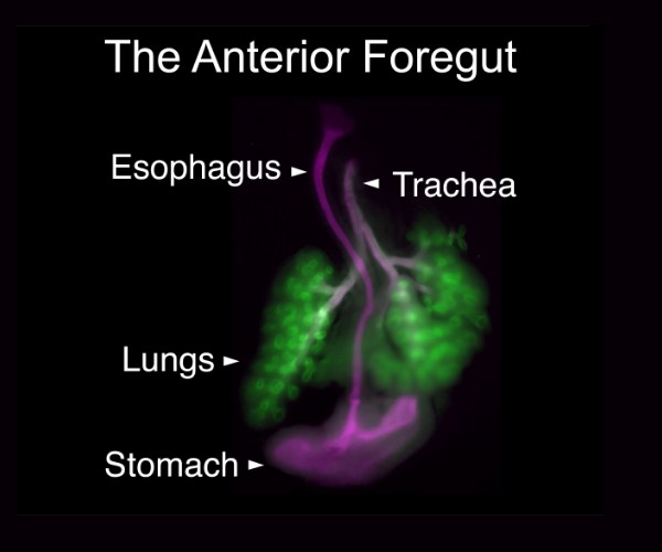 La imagen se titula "El intestino anterior" y tiene etiquetadas, de arriba abajo, las siguientes partes: esófago, tráquea, pulmones y estómago. Los pulmones se tiñen de verde brillante y los demás órganos de morado. La imagen está sobre un fondo negro.