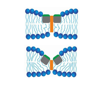 Parte superior: Ilustración de los péptidos de fusión (rectángulos verdes) que se unen a la membrana de la vacuola (líneas y círculos azules). Parte inferior: Ilustración de los péptidos de fusión uniéndose entre sí y adelgazando la membrana de la vacuola.