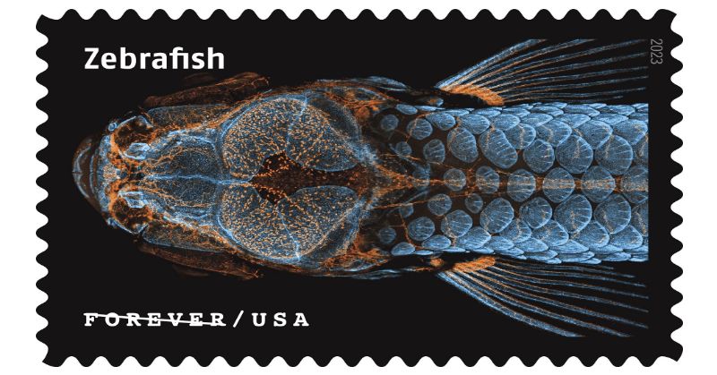 Un sello postal en orientación horizontal con "Zebrafish" en la esquina superior izquierda y "Forever/USA" en la esquina inferior izquierda. El sello es negro y el pez cebra se muestra en colores azul y naranja.