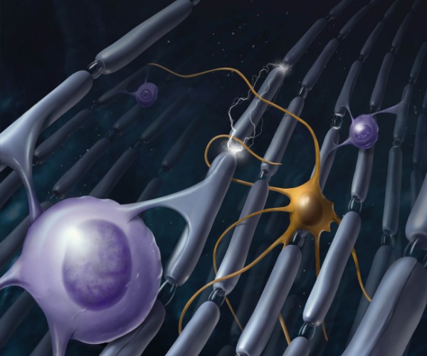 Los astrocitos tienen múltiples extensiones que agregan capas alrededor de los axones, que se muestran como estructuras tubulares largas.