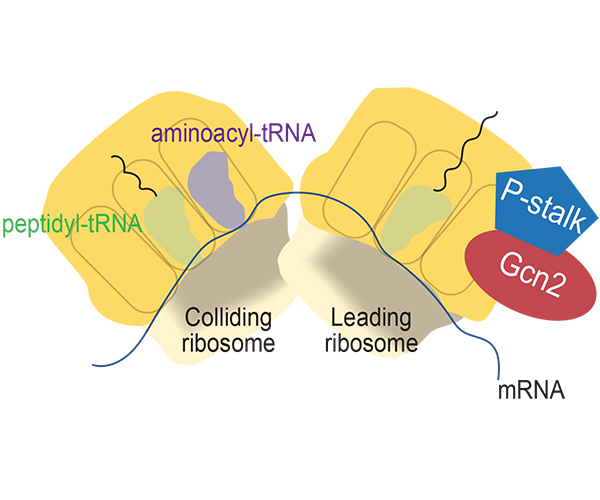 Ilustración en la que se muestran dos ribosomas en colisión (etiquetados como “ribosoma en colisión” y “ribosoma principal”) representados como manchas amarillas con varios componentes accesorios. Se encuentran marcados peptidil-ARNt, aminoacil-ARNt y ARNm. Las ubicaciones del tallo P y Gcn2 se indican en el ribosoma principal en azul y rojo, respectivamente.