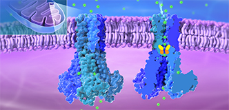 En el gráfico tridimensional, se muestra las mitocondrias insertadas en la parte superior izquierda; el orgánulo tiene forma de frijol con pliegues en su interior. El canal de MRS2 se muestra como una sección transversal incrustada en una bicapa lipídica. El espacio intermembrana de las mitocondrias está sombreado en azul, y la matriz mitocondrial está sombreada en violeta. Los iones de magnesio son pequeñas esferas verdes.