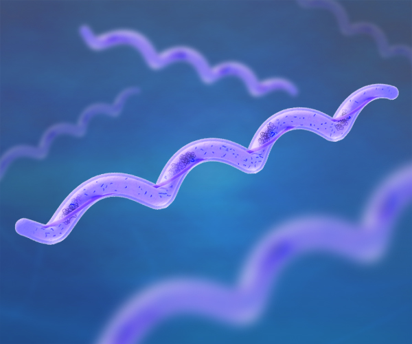 Se muestran varias bacterias de color púrpura y se representan como largas espirales con puntos más pequeños agrupados en su interior.