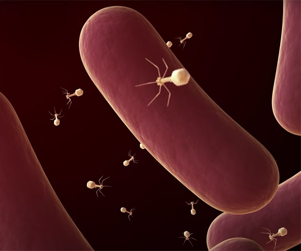 Las bacterias que se muestran como bastones rojos oblongos están rodeadas por bacteriófagos de color beige que comprenden una cabeza poliédrica y una cola sobre un fondo negro.