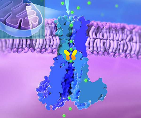 En el gráfico tridimensional, se muestran las mitocondrias insertadas en la parte superior izquierda; el orgánulo tiene forma de frijol con pliegues en su interior. El canal de MRS2 se muestra como una sección transversal incrustada en una bicapa lipídica. El espacio intermembrana de las mitocondrias está sombreado en azul, y la matriz mitocondrial está sombreada en violeta. Los iones de magnesio son pequeñas esferas verdes.