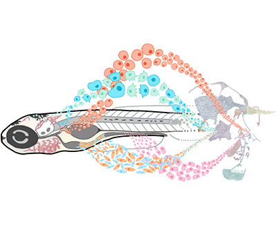 Dibujo de un único pez cebra con corrientes de células dispuestas artísticamente y agrupadas por color y tipo.