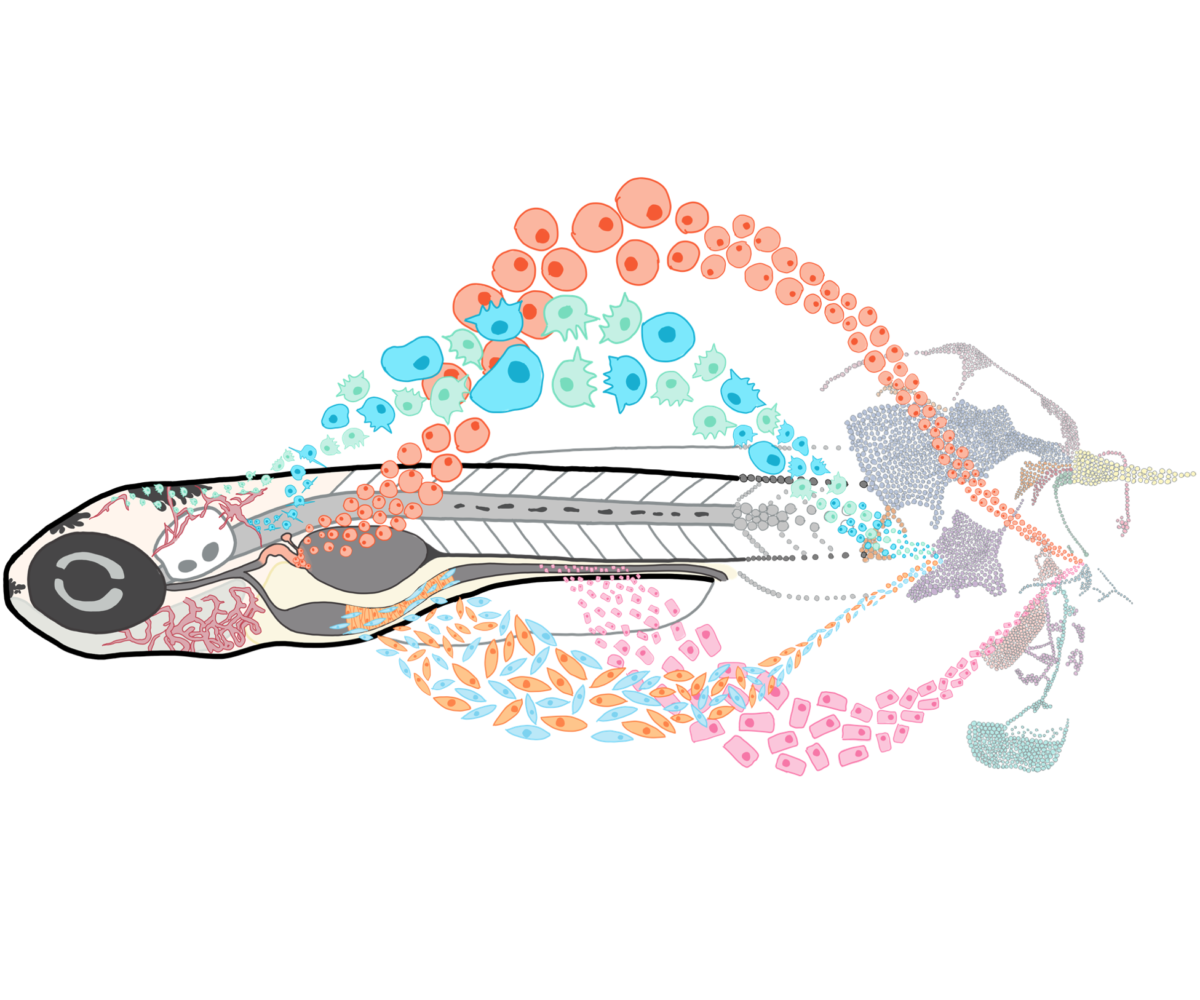 Dibujo de un único pez cebra con corrientes de células dispuestas artísticamente y agrupadas por color y tipo.
