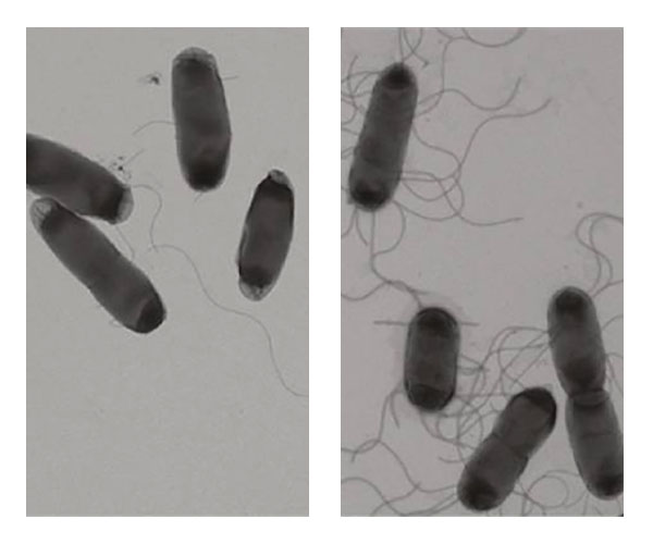 En el panel izquierdo se muestran bacterias en forma de bastón; algunas tienen unos pocos apéndices en forma de látigo. En el panel derecho se muestran bacterias en forma de bastón, cada una con muchos apéndices en forma de látigo.