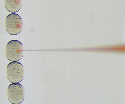 Cinco embriones transparentes de pez cebra alineados verticalmente. Cada uno de los tres primeros contiene un punto rojo, y se inserta una punta de pipeta roja en el tercero desde arriba.