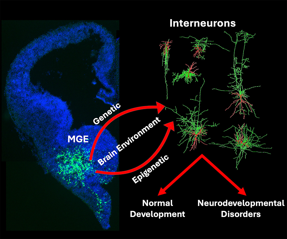 A la izquierda, un corte de la eminencia ganglionar medial (EGM) del cerebro etiquetada en verde con fluorescencia azul. A la derecha, imágenes de interneuronas. Entre los dos paneles hay dos flechas rojas que van de la EGM a las interneuronas; las flechas están etiquetadas como genética, entorno cerebral y epigenética. En la parte inferior de las interneuronas hay dos flechas rojas etiquetadas como desarrollo normal y trastornos del neurodesarrollo.