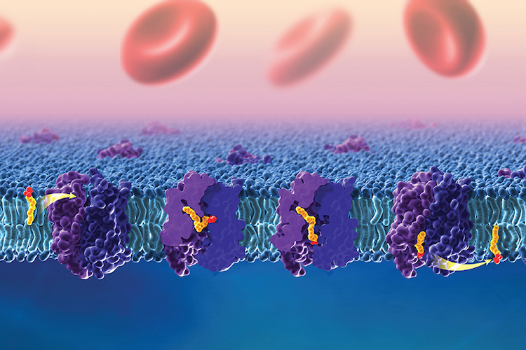 Representación tridimensional de receptores púrpura dentro de una bicapa lipídica grasa. El DHA, coloreado en amarillo y rojo, se desplaza por el centro de cada receptor. Los glóbulos rojos están en la parte superior y el sombreado azul en la inferior.