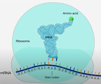 Ilustración que muestra una molécula de ARN de transferencia (ARNt) con un aminoácido. El ARNt reconoce el codón de inicio "AUG" en una cadena de ARNm.