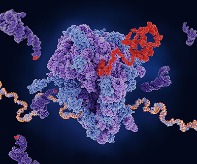 Un ribosoma (centro) traduce el ARNm (cadena multicolor) en una proteína (rojo). El ARNt (púrpura oscuro) transporta aminoácidos para añadirlos a la cadena en crecimiento.