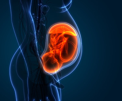 Ilustración científica de un feto en un útero.