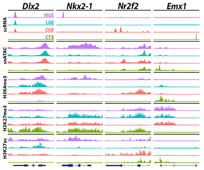 Las cuatro muestras de tejido se correlacionan con diferentes colores: la corteza es verde, CGE es naranja, LGE es azul y MGE es púrpura. Las áreas accesibles se representan como picos y se muestran cuatro genes de muestra: Dlx2, Nkx2-1, Nr2f2 y Emx1.