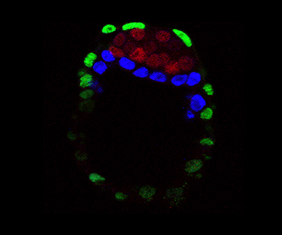 Imagen de microscopía fluorescente de un embrión de ratón compuesto por tres capas. Las células están contra un fondo negro.