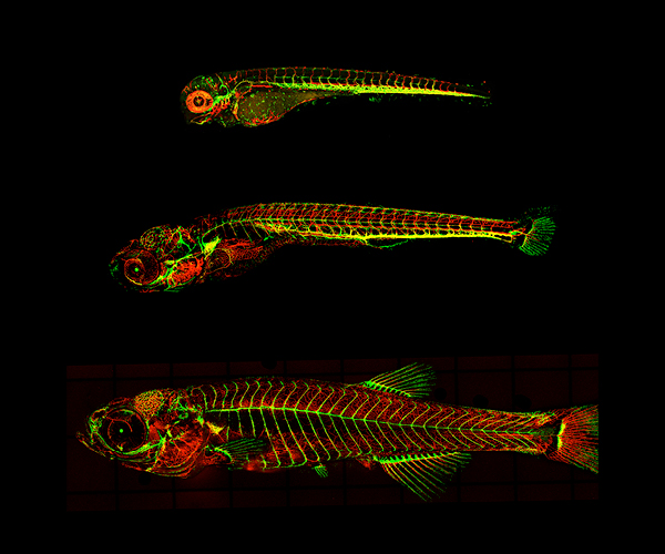 Imagen de pez cebra transgénico de 4, 12 y 18 días de edad que muestra vasos sanguíneos rojos, vasos linfáticos verdes y venas amarillas.