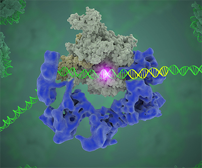 Dos proteínas rodean una doble hélice de ADN. Aparece un destello de luz en el centro del sitio de unión de la proteína y el ADN.