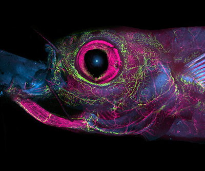 La imagen y ampliación de la cabeza del pez cebra, con el ojo (rosa) y diversos vasos (verde) visibles sobre un fondo negro.