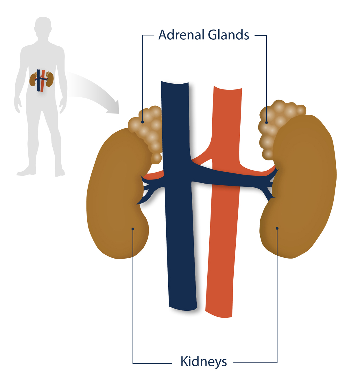 Posición de las glándulas suprarrenales y los riñones en el cuerpo humano.