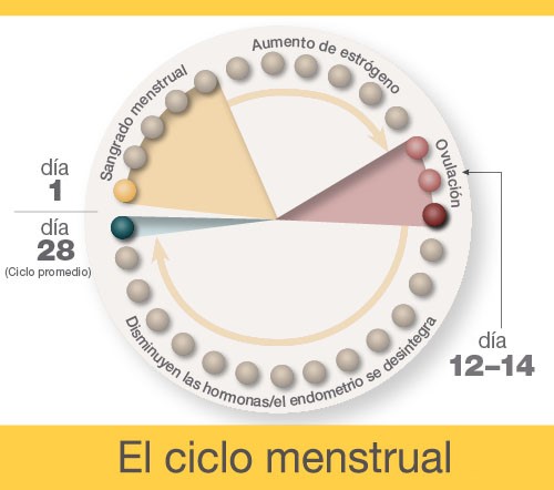 Diagrama que indica que el sangrado menstrual ocurre entre los días 1 y 5 de un ciclo menstrual de 28 días promedio. El aumento de estrógeno se produce entre los días 6 y 11. La ovulación ocurre entre los días 12 y 14. Las hormonas disminuyen y el endometrio se desintegra entre los días 15 y 28.